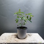 레몬유칼립투스/유칼립투스/공룡꽃식물원/35 허브