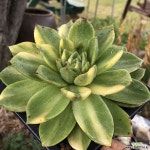 원종레드길바금2 다육금