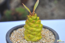 리치아이금(T157) 다육금