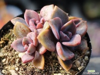 연봉 군생 S0436 다육식물