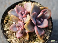 연봉 군생 S0436 다육식물