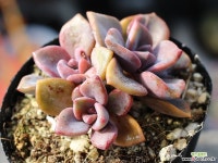 연봉 군생 S0436 다육식물