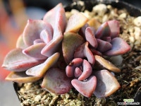 연봉 군생 S0436 다육식물