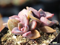 연봉 군생 S0436 다육식물