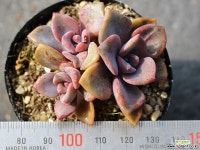 연봉 군생 S0436 다육식물