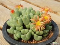 축전 코노피튬