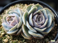 블루서프라이즈 군생 S0467 다육식물