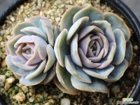 블루서프라이즈 군생 S0467 다육식물