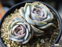 블루서프라이즈 군생 S0467 다육식물