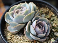 블루서프라이즈 군생 S0467 다육식물