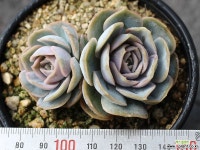 블루서프라이즈 군생 S0467 다육식물