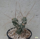 tephrocactus  articulatus v 선인장