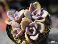 연봉 군생 S0437 다육식물