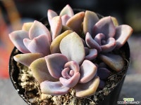 연봉 군생 S0437 다육식물