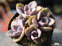 연봉 군생 S0437 다육식물