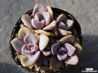 연봉 군생 S0437 다육식물