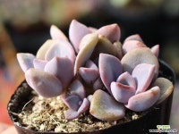 연봉 군생 S0437 다육식물