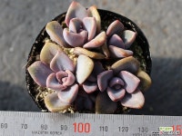 연봉 군생 S0437 다육식물