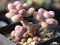 아메치스 적심군생 S0374 다육식물