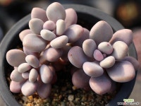 아메치스 자연군생 S0316 다육식물