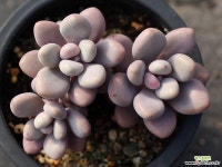 아메치스 자연군생 S0316 다육식물