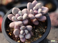 아메치스 자연군생 S0316 다육식물