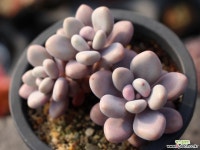 아메치스 자연군생 S0316 다육식물