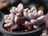 아메치스 자연군생 S0316 다육식물
