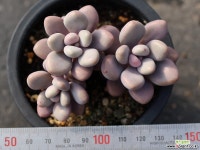 아메치스 자연군생 S0316 다육식물