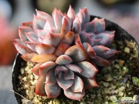 오리온 군생 S0453 다육식물