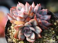 오리온 군생 S0453 다육식물