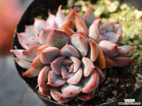 오리온 군생 S0453 다육식물