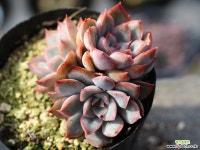 오리온 군생 S0453 다육식물