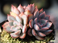 오리온 군생 S0453 다육식물