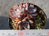 오리온 군생 S0453 다육식물