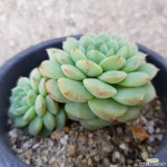 에일린-4 다육식물