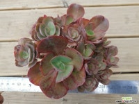 수연  15두군생 다육식물