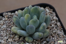 동미인금 다육금