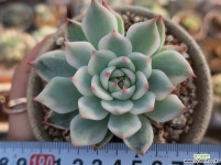 치와와금(최상급) 다육금