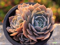 사비아나 군생 G5047 다육식물