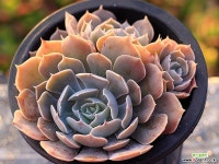 사비아나 군생 G5047 다육식물