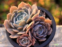 사비아나 군생 G5047 다육식물