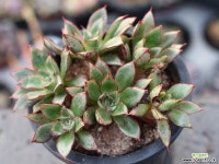 아즈타로즈 목대 군생 S0366 다육식물