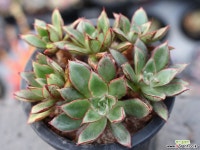 아즈타로즈 목대 군생 S0366 다육식물