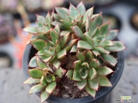 아즈타로즈 목대 군생 S0366 다육식물