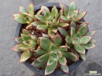 아즈타로즈 목대 군생 S0366 다육식물