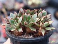 아즈타로즈 목대 군생 S0366 다육식물