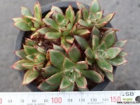 아즈타로즈 목대 군생 S0366 다육식물