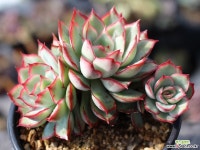 문가드니스 군생 S0426 다육식물