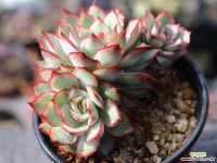 문가드니스 군생 S0426 다육식물